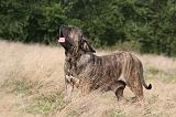 FILA BRASILEIRO 166